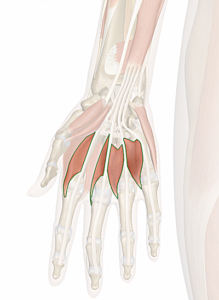 Muscoli Lombricali Della Mano Corpo Umano muscoli-lombricali-della-mano-corpo-umano