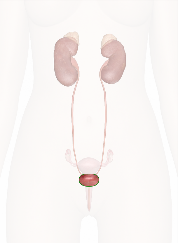 vescica urinaria