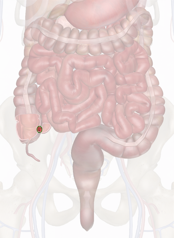 valvola ileocecale