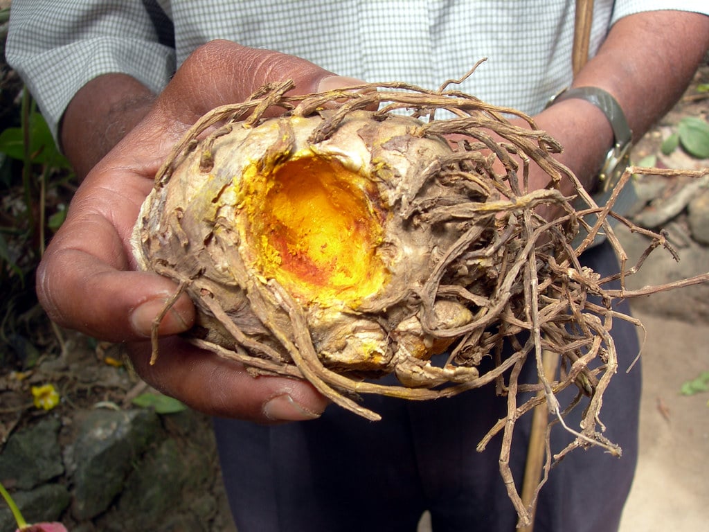 radice di curcuma