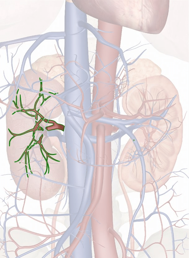 arteria renale destra