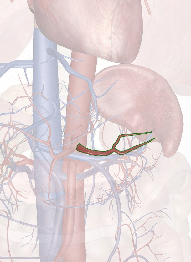 arteria splenica